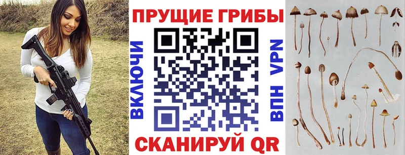 где купить наркоту  Судогда  Галлюциногенные грибы мицелий 